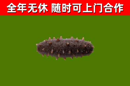 勐腊县回收海参干